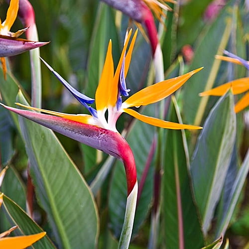 Birds of Paradise
