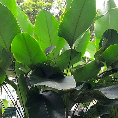 Calathea Cigar