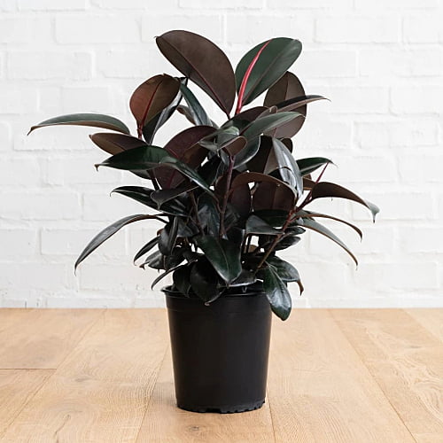 Ficus