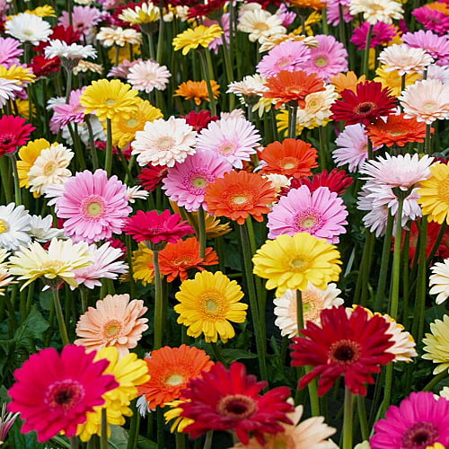 Gerberas