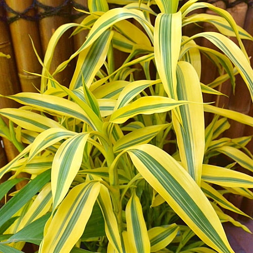 Golden Sanderiana