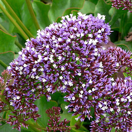 Limonium