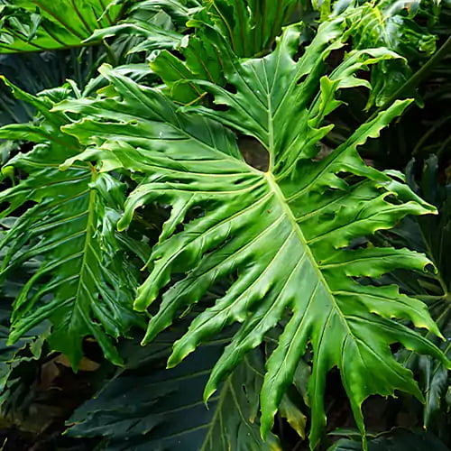 Philodendron Selloum