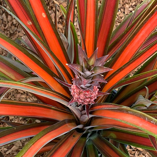 Pineapple Red