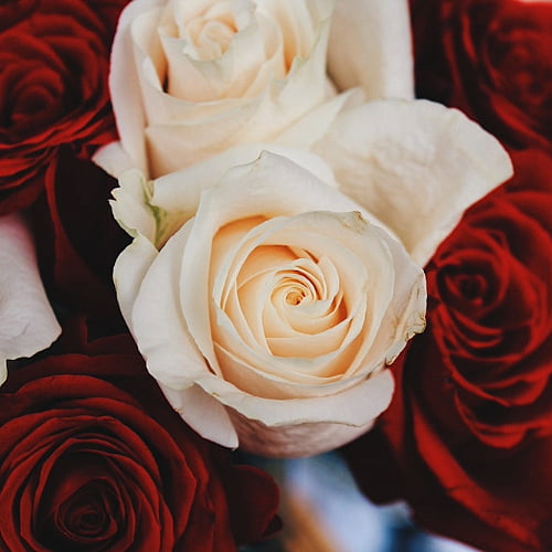 Roses Roses