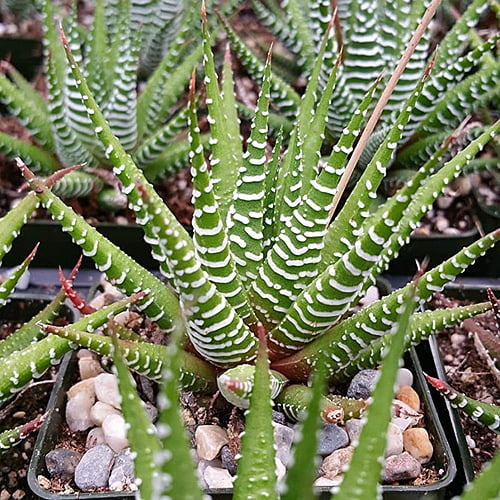 Succulent