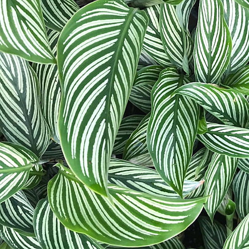 Calathea Vitata