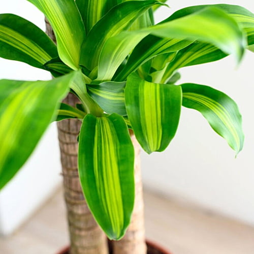 Dracaena Massangeana