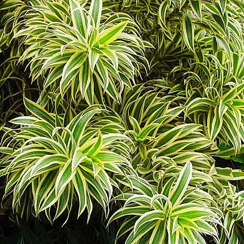 Song Of India (Foliage) Song Of India (Foliage)