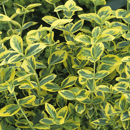 Foliage Shrubs Foliage Shrubs