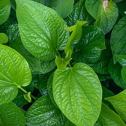 Maghai Paan