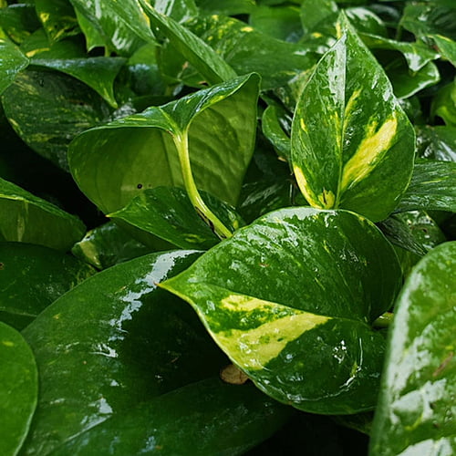 Money Plant Money Plant