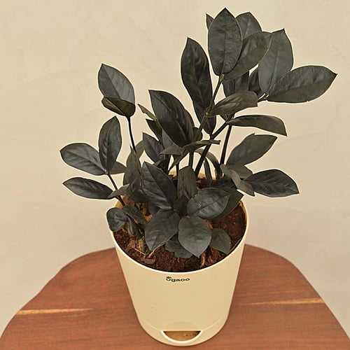 Zamia Zamia