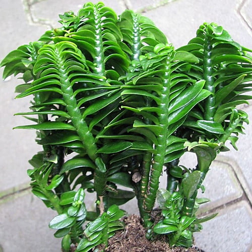 Pedilanthus Pedilanthus