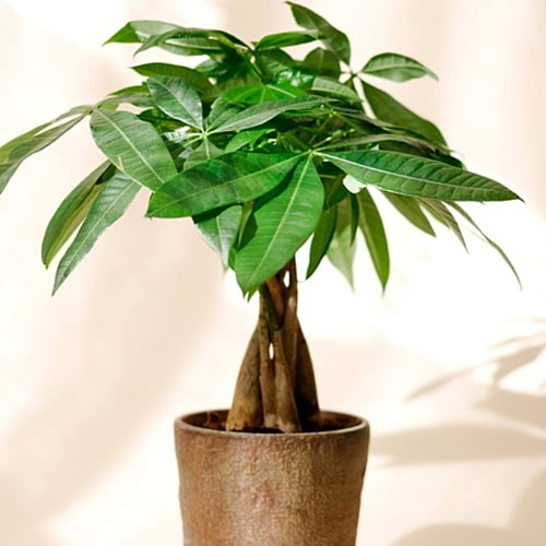 Money Tree