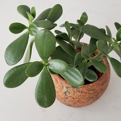 Jade Plant
