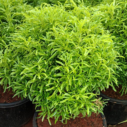 Aralia