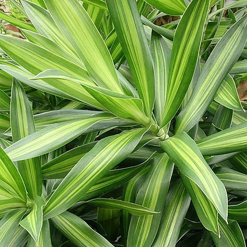 Song of Jamaica
