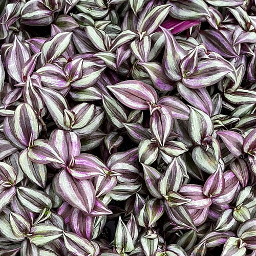 Tradenscantia Tradenscantia