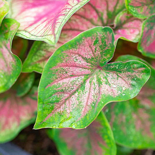 Caladium Caladium