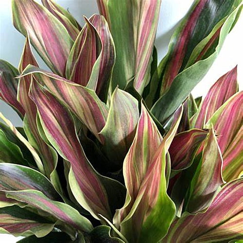 Cordyline