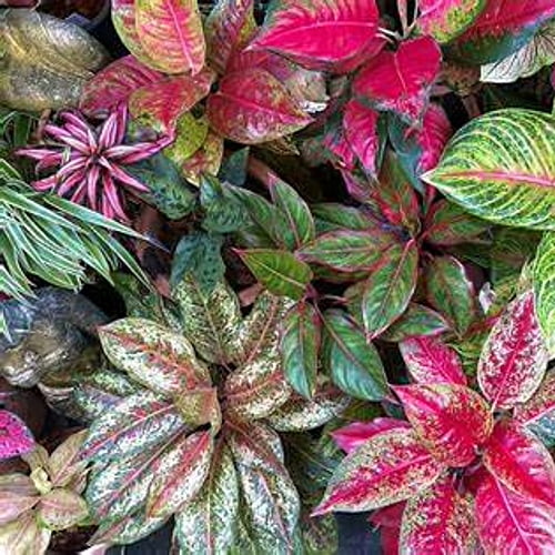 Aglaonema