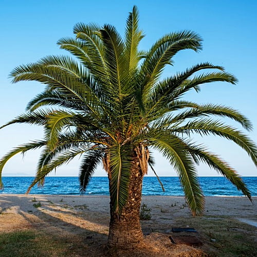 Palms Palms