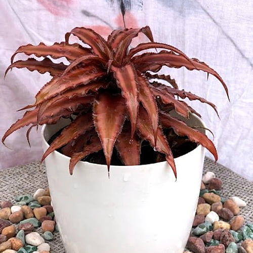 Cryptanthus Cryptanthus