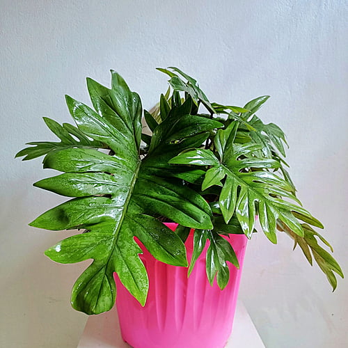 Philodendron Philodendron