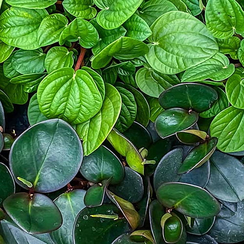 Peperomia Peperomia