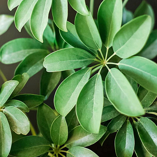 Schefflera