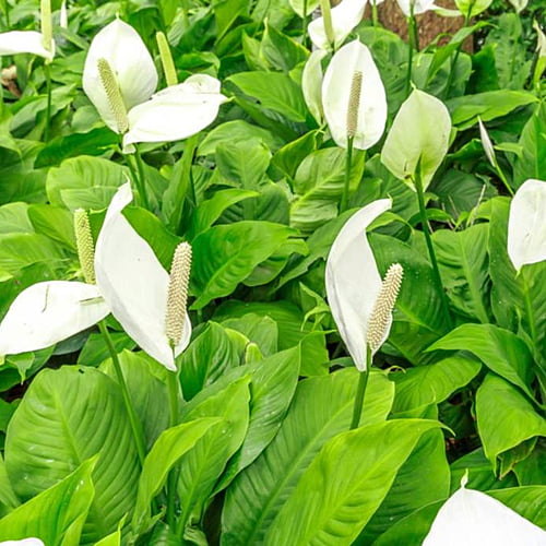 Spathiphyllum Spathiphyllum