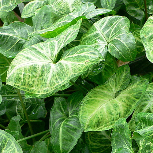 Syngonium
