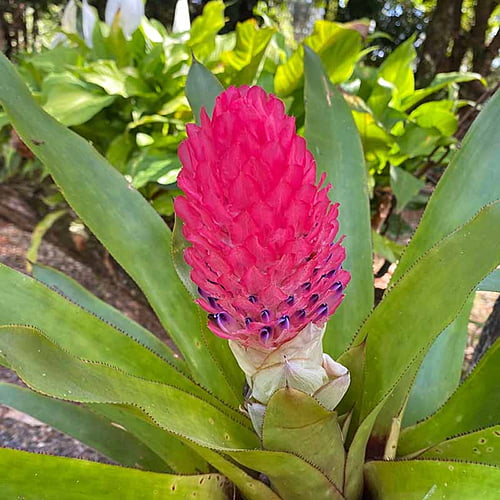 Bromeliad Bromeliad