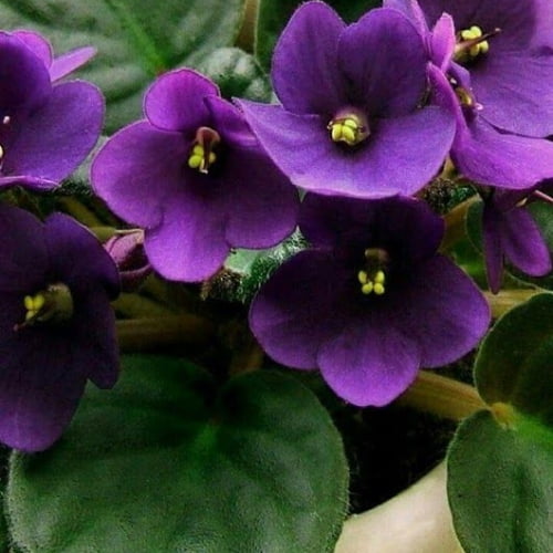 African Violet African Violet
