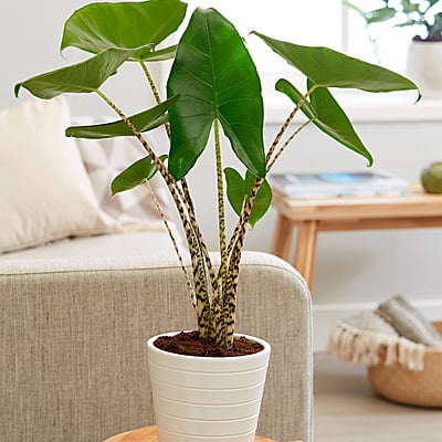 Alocasia Zebrina