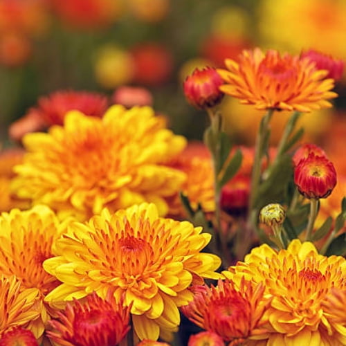 Chrysanthemums Chrysanthemums
