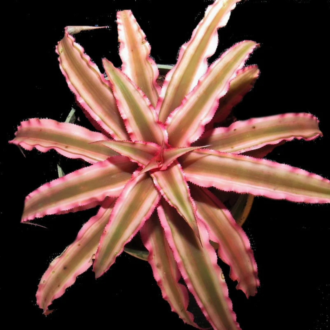 Cryptanthus Pink Cryptanthus Pink