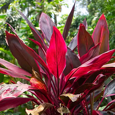 Dracaena Mahatma