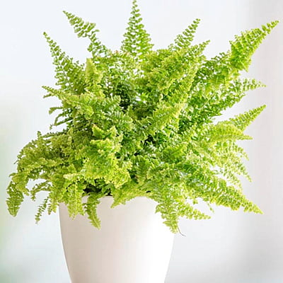 Ferns Fluffy Ruffles