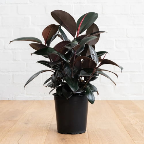 Ficus Elastica Burgundy Ficus Elastica Burgundy