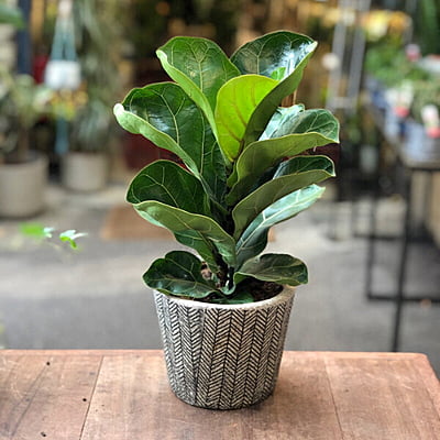 Ficus Lyrata Bambino