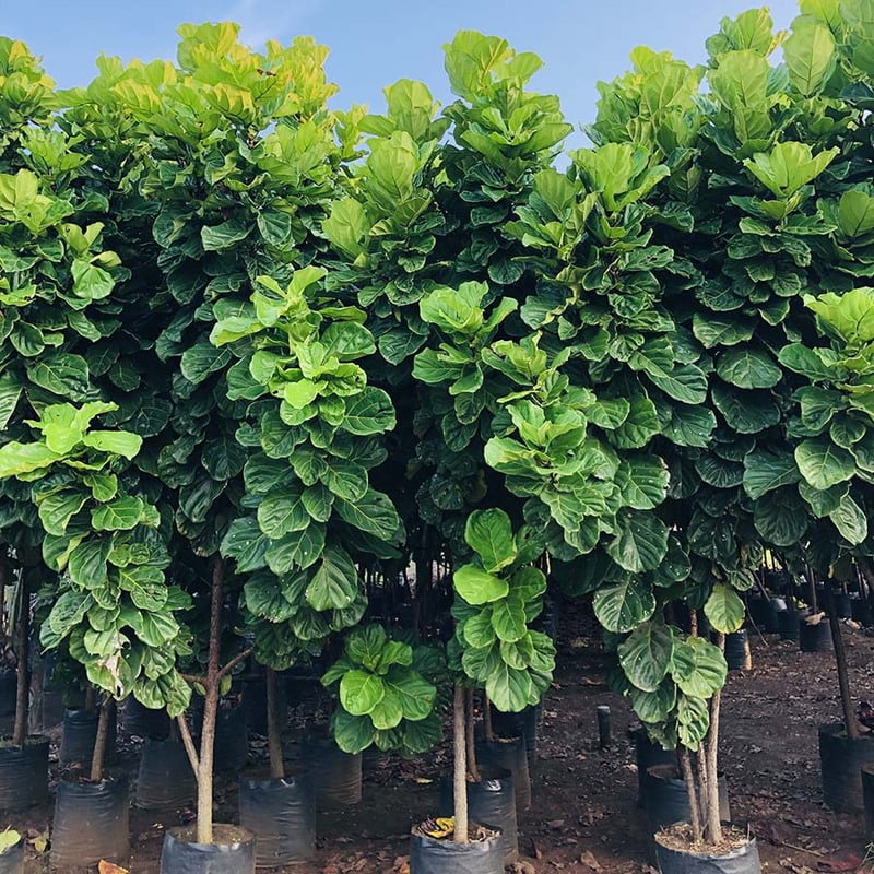Ficus Lyrata