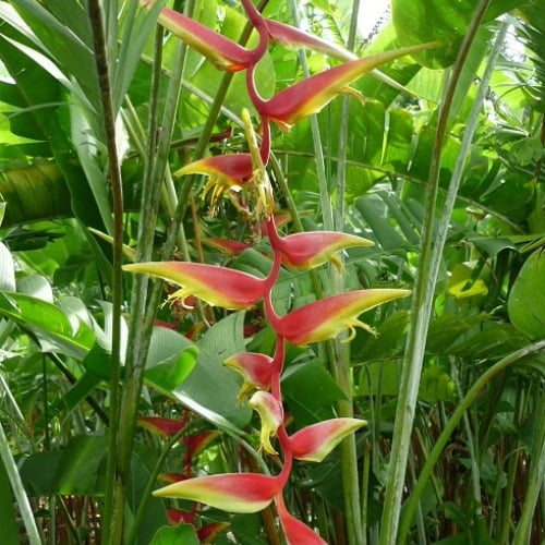 Heliconia Temptress Heliconia Temptress