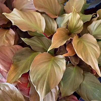Homalomena Red