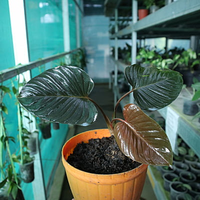 Homalomena Rubescens Black