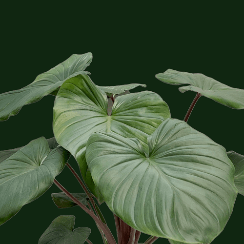 Homalomena Rubescens Green