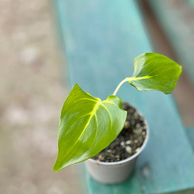 Homalomena White