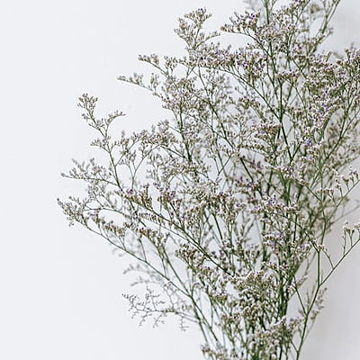 Limonium