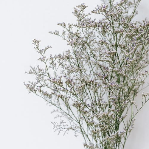 Limonium